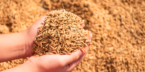 Animal feed & seeds